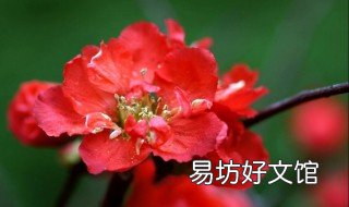 梅花盆景的养殖方法 梅花盆景的养殖方法视频