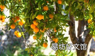 果树用什么复合肥好 果树追肥什么复合肥好