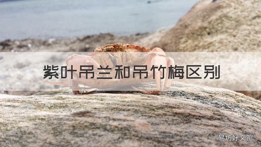 紫叶吊兰和吊竹梅区别 吊竹梅