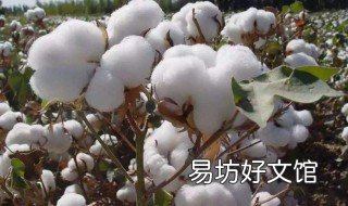 最好的棉花品种 棉种比较好的品种