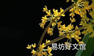 桂花籽如何种植发芽 桂花籽怎么种植方法
