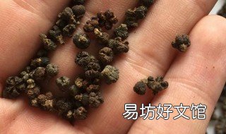 吴茱萸种子怎么播种 山茱萸种子怎么种