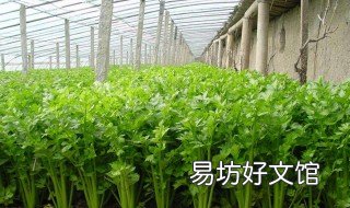 怎样种植芹菜 怎样种植芹菜苗齐苗壮