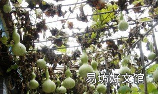葫芦架怎么搭 葫芦架怎么搭图片