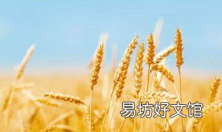 2019山东小麦补贴多少 山东省小麦补贴多少钱