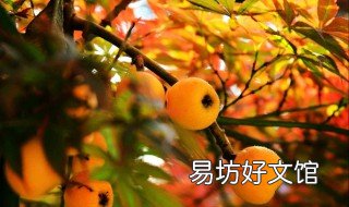 种枇杷树的忌讳 种枇杷树的忌讳有哪些