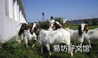 养羊口诀 养羊成功的绝招