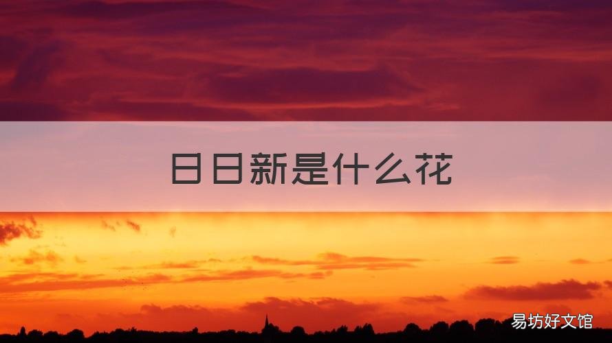 日日新是什么花 什么,日日新,什么