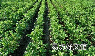 土豆种植深度 土豆种植深度多少最好