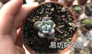多肉砍头扦插法 多肉头剪下来直接扦插可以吗