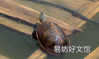放生时怎么念经 放生的时候念什么经