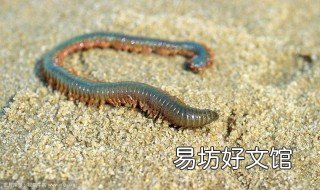 沙蚕钓鱼挂钩技巧 挂沙蚕用什么钩