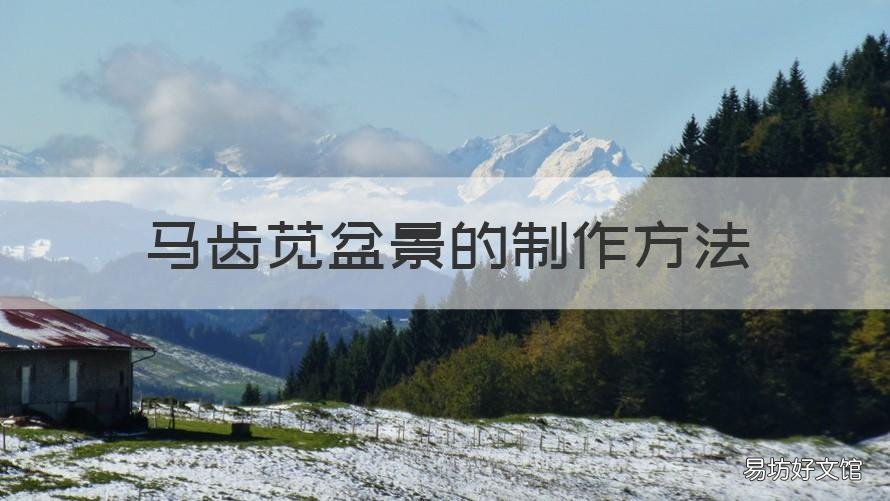 马齿苋盆景的制作方法 马齿苋的盆景造型图片欣赏