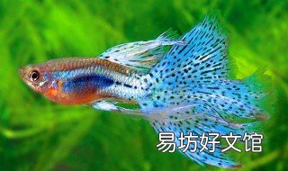 孔雀鱼小鱼苗喂什么 孔雀鱼小鱼苗需要喂食吗