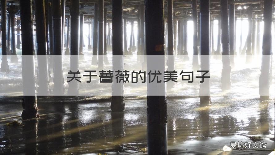 关于蔷薇的优美句子 关于蔷薇的优美句子短句