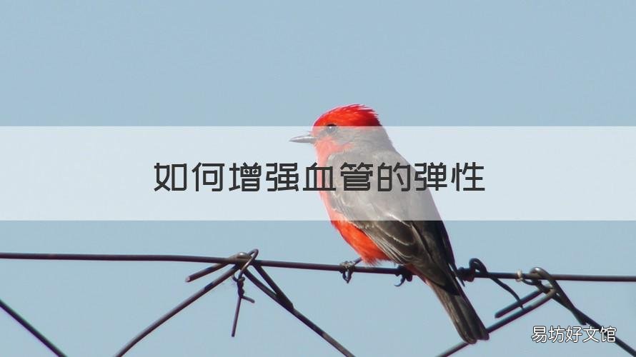 如何增强血管的弹性 如何增强血管的弹性功能