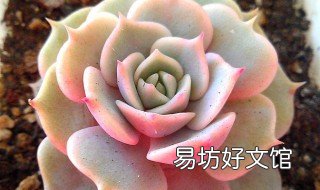 多肉植物养殖方法 多肉养殖技巧