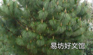 松树育苗及种植方法 松树育苗及种植方法图片