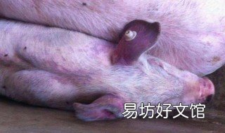 猪蓝耳病打什么针 猪蓝耳病打什么针有效