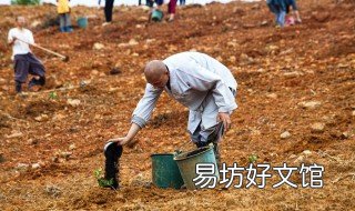 油茶树什么时候施肥 油茶树什么时候施肥,施什么肥好?