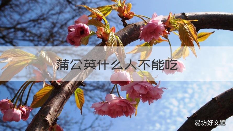 蒲公英什么人不能吃 蒲公英啥人不能吃