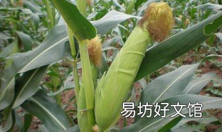 明年玉米补贴还有吗 明年种玉米有补贴吗