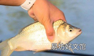 鲫鱼怎么钓离底 鲫鱼钓离底怎么调漂