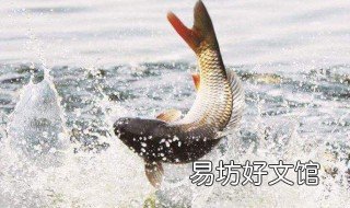 黑坑回锅鲫鱼怎么钓 黑坑回锅鲫鱼怎么钓法