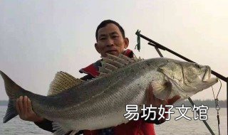 冬天钓鲈鱼深度 冬天钓鲈鱼深度多少合适