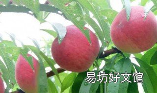 桃寄生的功效 毛桃寄生有什么作用