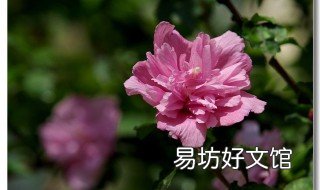 木槿花的禁忌 木槿花的药用价值和禁忌