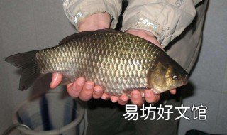 土鲫鱼能长多大 土鲫鱼一般多重
