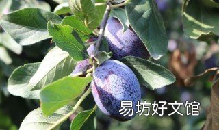 西梅与李子的区别 西梅与李子的区别是什么