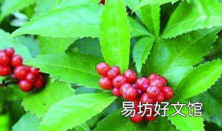 草珊瑚泡酒功效与作用 草珊瑚的果子可以泡酒吗