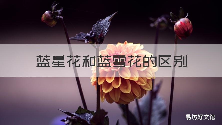 蓝星花和蓝雪花的区别 蓝雪花是什么样的