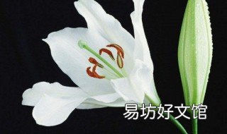 百合花的种植技巧 种植百合花正确方法