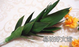 水养观音竹叶子发黄有救吗 观音竹叶子发黄怎么办?水培的那种