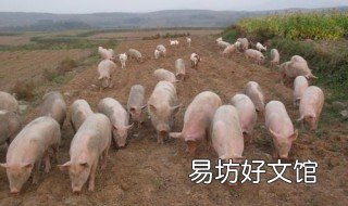 100斤的猪一天吃多少斤饲料 一百二十斤的猪一天吃多少斤饲料