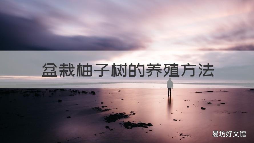 盆栽柚子树的养殖方法 盆栽柚子树的养殖方法和技术