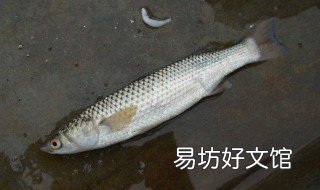 钓淡水梭鱼技巧 如何钓淡水梭鲈鱼
