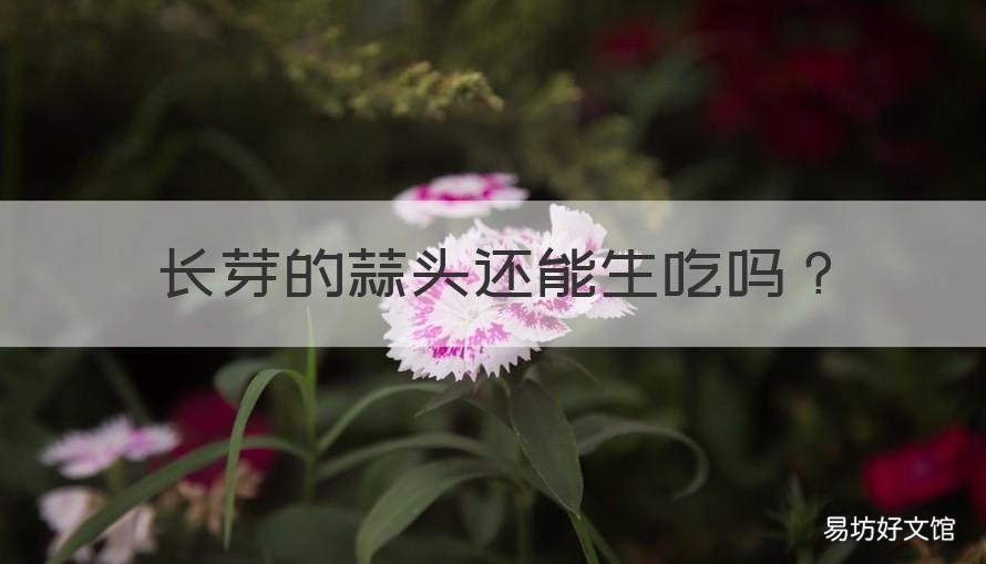 长芽的蒜头还能生吃吗 长了芽的蒜头还能吃吗
