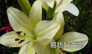 百合的禁忌与副作用 百合的禁忌与副作用心脏病患者可以吃吗