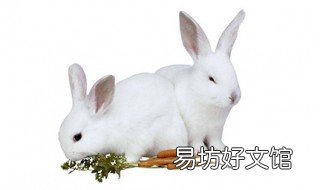 兔子肉的功效与禁忌 兔肉的功效与作用及禁忌