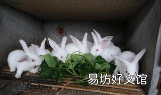 兔子的养殖技术及方法 兔子的养殖技术资料大全