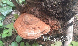 灵芝粉的禁忌