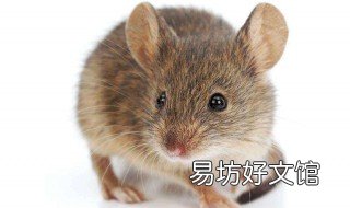 灭老鼠绝招快速 老鼠怎么灭绝妙招
