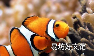 黄面面能野钓吗 黄面可以野钓吗