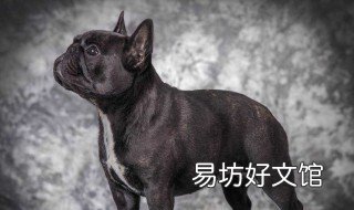 狗恨主人的十种表现 狗恨主人的十种表现是什么