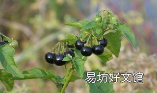 龙葵叶子的功效与作用 龙葵的功效与作用点的功效与作用