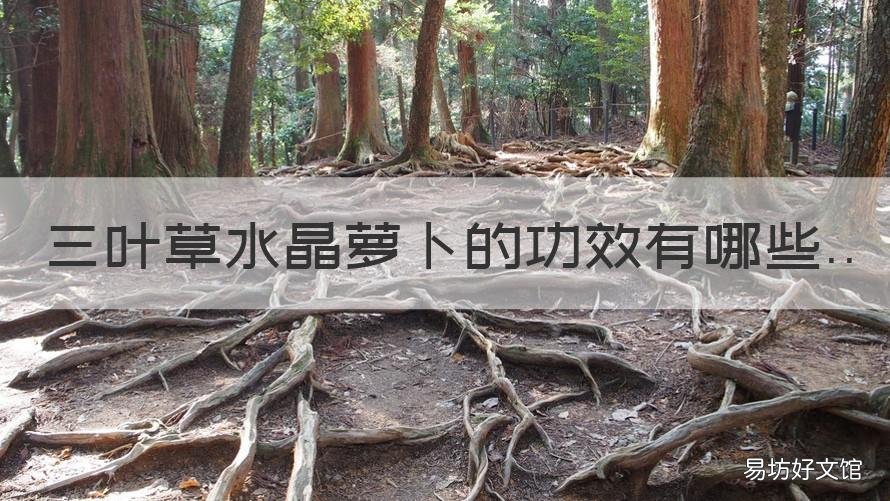 三叶草水晶萝卜的功效有哪些 三叶草底下的水晶萝卜可以吃吗